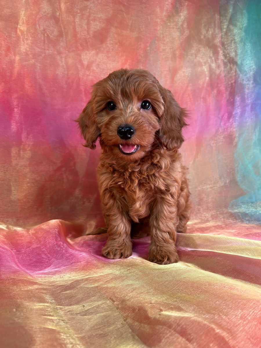 Female Mini Goldendoodle Puppy for Sale DOB 9-4-2024